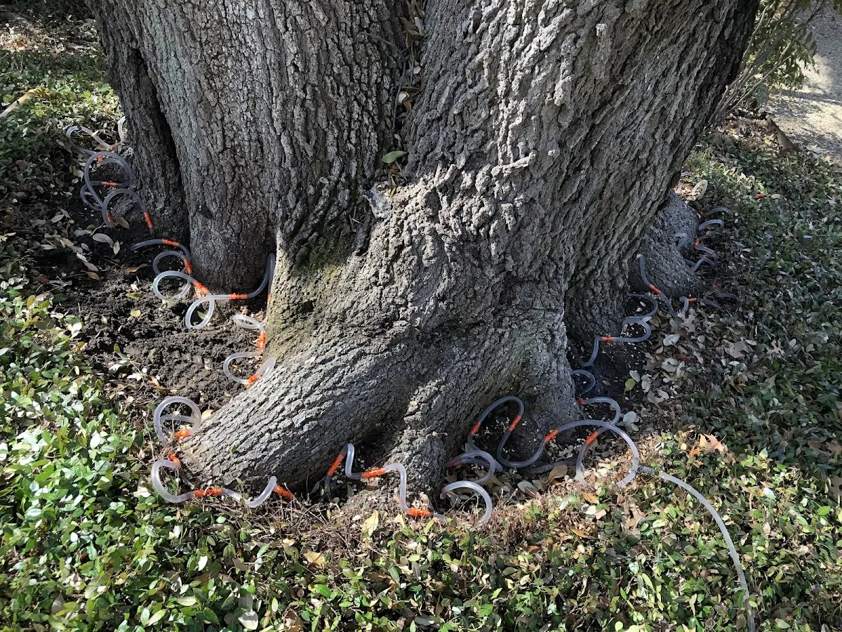 Detailed Tree Cabling and Bracing job site in Rockmart