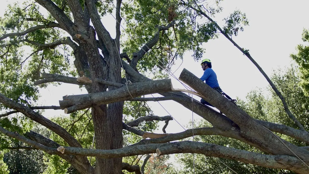 Professional Hazardous Tree Removal performed by certified arborists in Rockmart